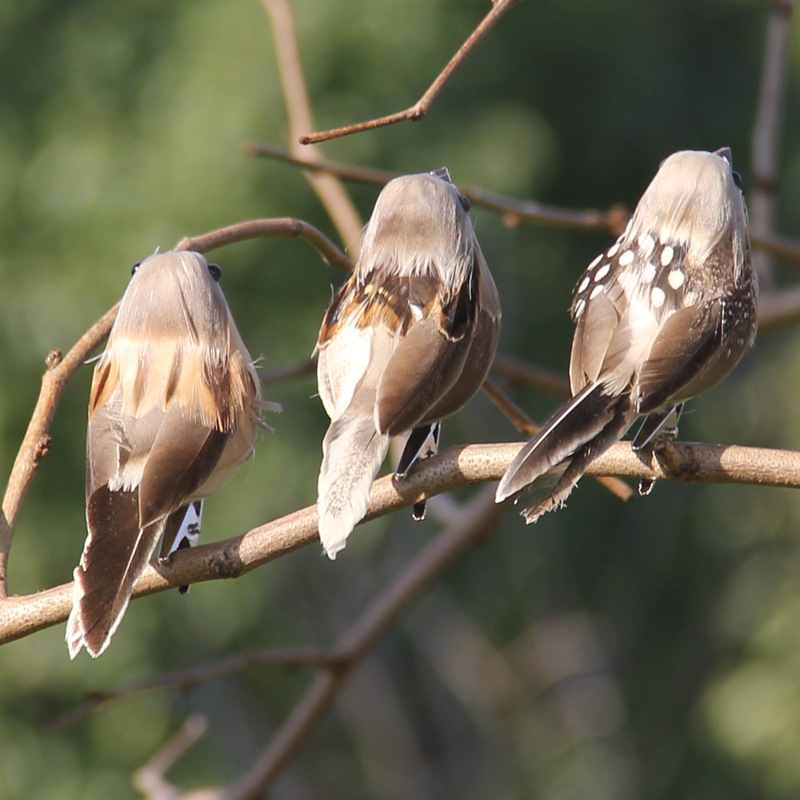2Pcs Hot Feather Bird Imitatio - Christmas Tree Artificial 评论和价格